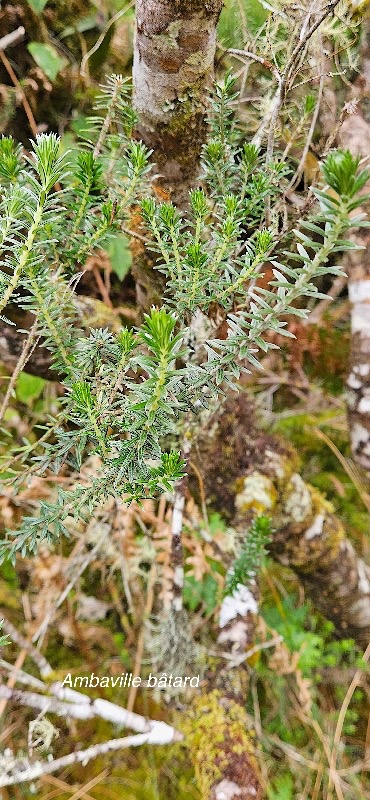 33 Phylica nitida Ambaville bâtard Rhamn aceae ENDEMIQUE LA REUNION, MAURICE .jpeg