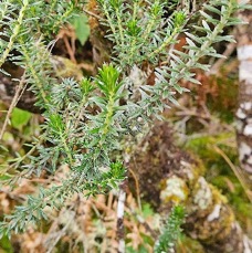 33 Phylica nitida Ambaville bâtard Rhamn aceae ENDEMIQUE LA REUNION, MAURICE .jpeg