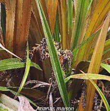 34 Astelia hemichrysa Ananas marron Asteliaceae ENDEMIQUE LA REUNION, MAURICE .jpeg