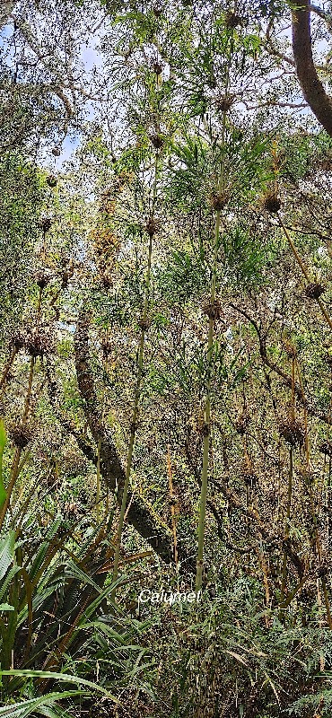 35 Nastus borbonicus Calumet Poaceae ENDEMIQUE LA REUNION .jpeg