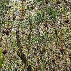 35 Nastus borbonicus Calumet Poaceae ENDEMIQUE LA REUNION .jpeg