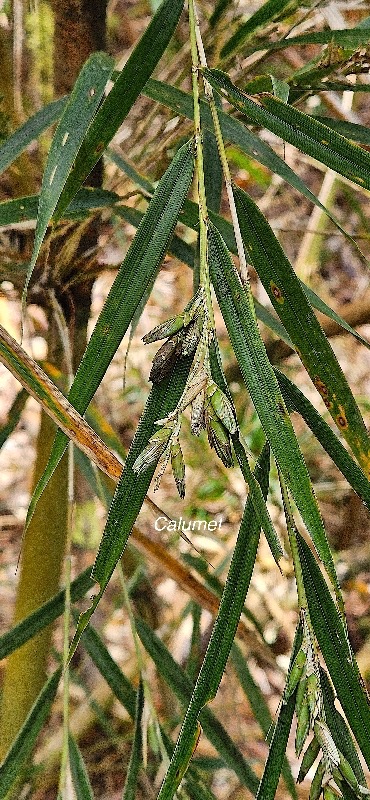 36 Nastus borbonicus Calumet Poaceae ENDEMIQUE LA REUNION .jpeg