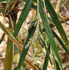 36 Nastus borbonicus Calumet Poaceae ENDEMIQUE LA REUNION .jpeg