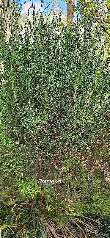 37 Erica reunionensis Branle vert Ericaceae ENDEMIQUE LA REUNION .jpeg