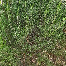 37 Erica reunionensis Branle vert Ericaceae ENDEMIQUE LA REUNION .jpeg