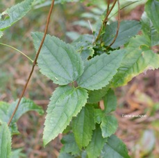 38 Clematis mauritiana Liane arabique Ranunculaceae INDIGENE LA REUNION .jpeg