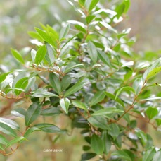 39 Embelia angustifolia Liane savon Primulaceae ENDEMIQUE LA REUNION, MAURICE .jpeg