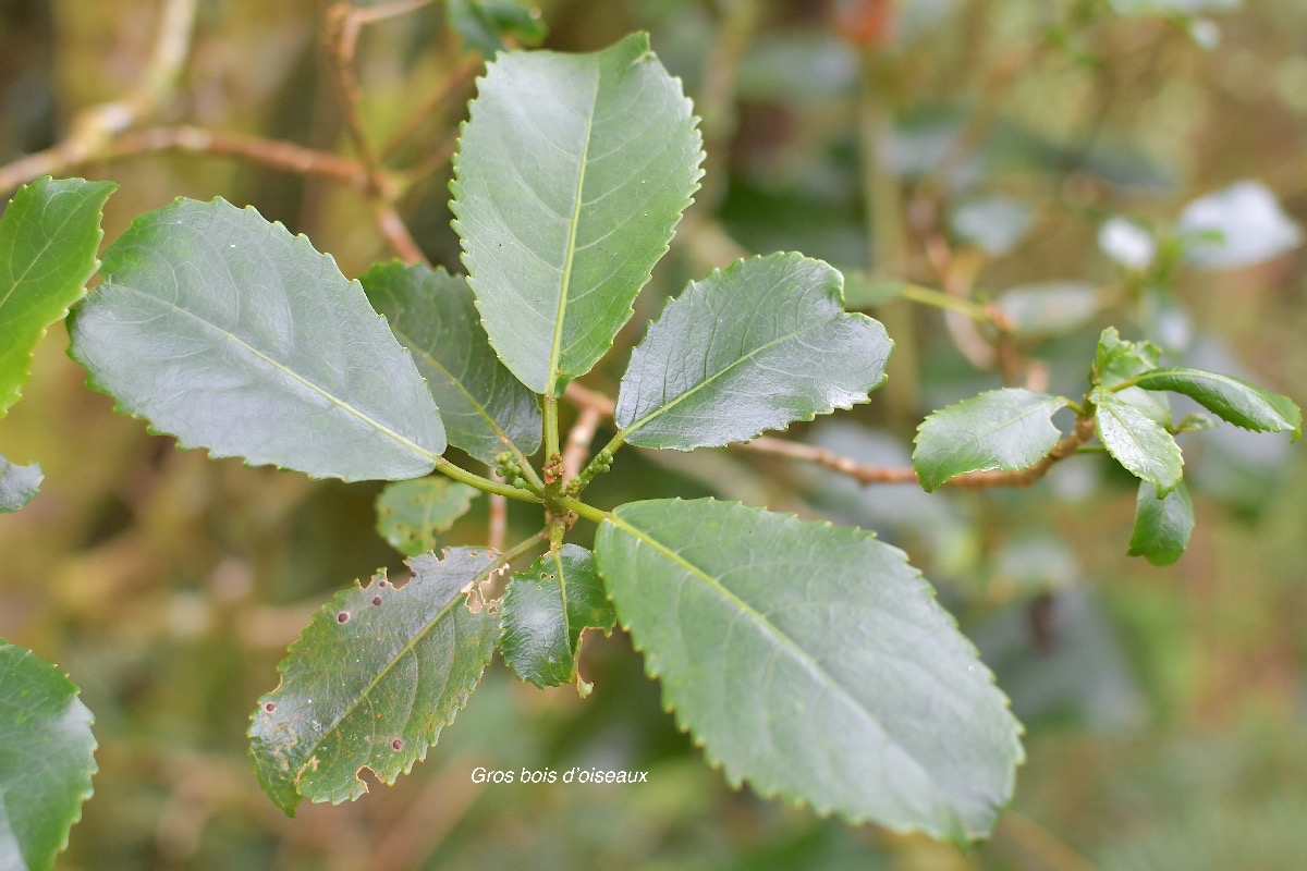40 Claoxylon glandulosum Gros bois d'oiseaux Euphorbiaceae ENDEMIQUE LA REUNION .jpeg
