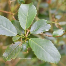 40 Claoxylon glandulosum Gros bois d'oiseaux Euphorbiaceae ENDEMIQUE LA REUNION .jpeg