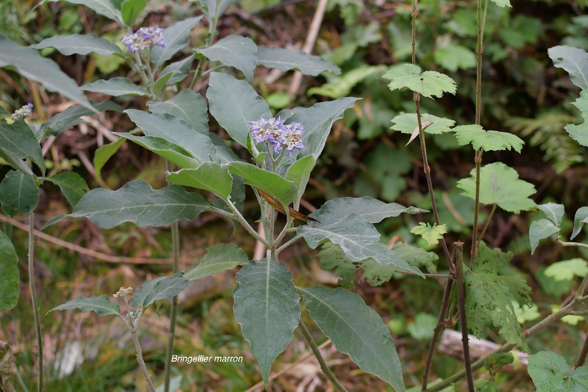 41 Solanum mauritianum Bringellier marron Solanaceae AMPHINATURALISE TRES ENVAHISSANT .jpeg