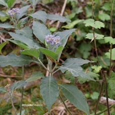 41 Solanum mauritianum Bringellier marron Solanaceae AMPHINATURALISE TRES ENVAHISSANT .jpeg
