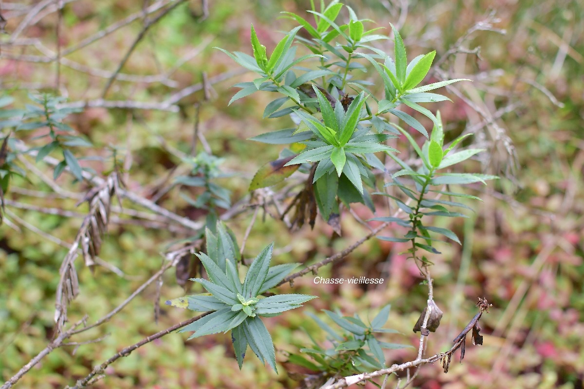 42 Faujasia salicifolia Chasse-vieillesse Asteraceae ENDEMIQUE LA REUNION .jpeg
