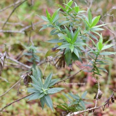 42 Faujasia salicifolia Chasse-vieillesse Asteraceae ENDEMIQUE LA REUNION .jpeg