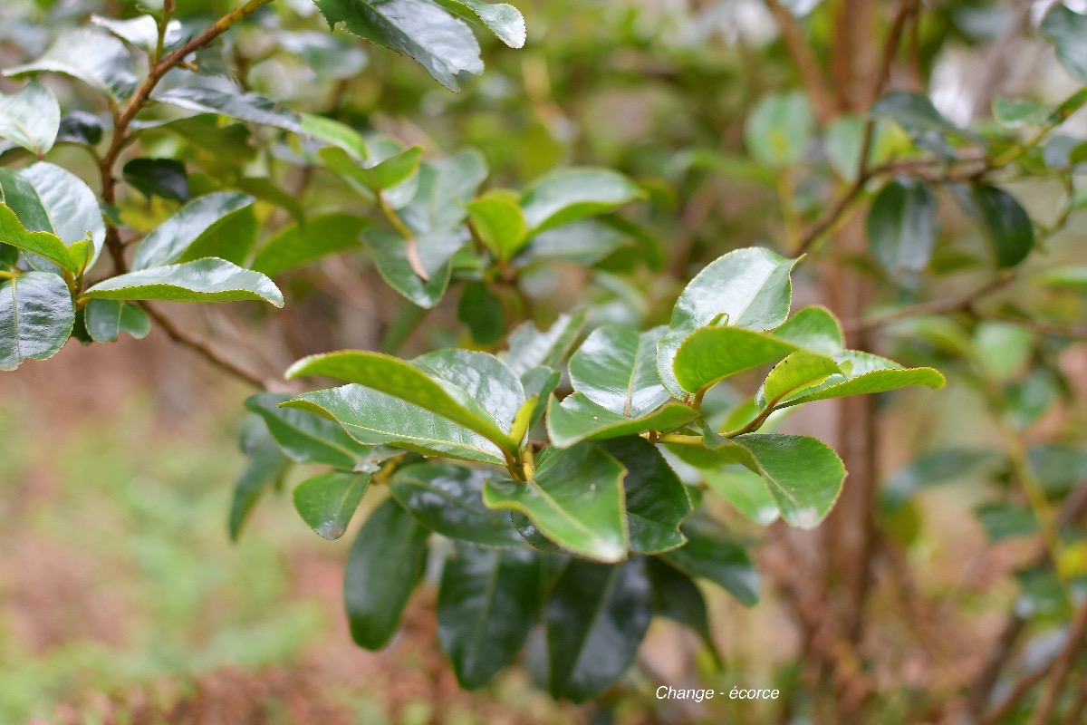 43  Aphloia theiformis Change-écorce Aphloiaceae INDIGENE LA REUNION .jpeg