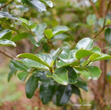 43  Aphloia theiformis Change-écorce Aphloiaceae INDIGENE LA REUNION .jpeg