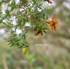 44 Hypericum lanceolatum subsp lanceolatum Fleur jaune des bas hypericaceae INDIGENE LA REUNION .jpeg