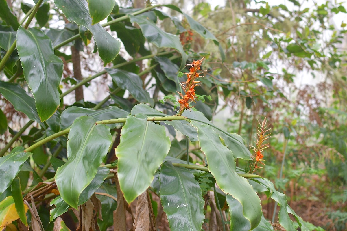 45 Hedychium gardnerianum Longose Zingibiraceae AMPHINATURALISE Envahissant .jpeg