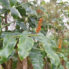 45 Hedychium gardnerianum Longose Zingibiraceae AMPHINATURALISE Envahissant .jpeg