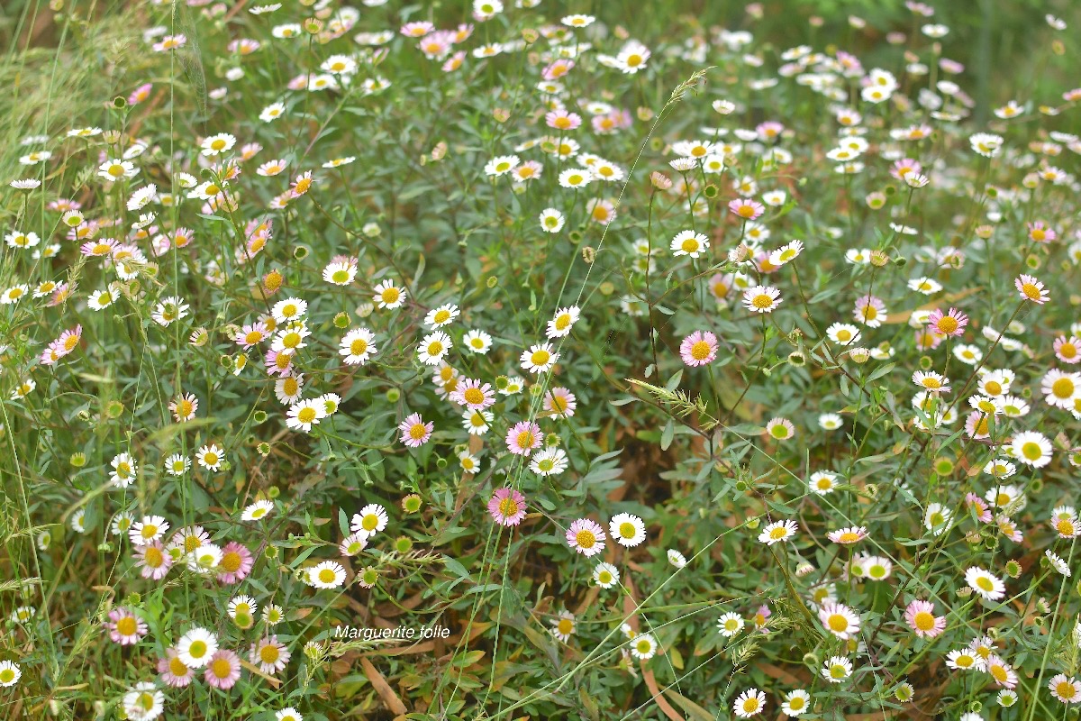 46 Erigeron karvinskianus Marguerite folle Asteraceae AMPHINATURALISE TRES ENVAHISSANT .jpeg