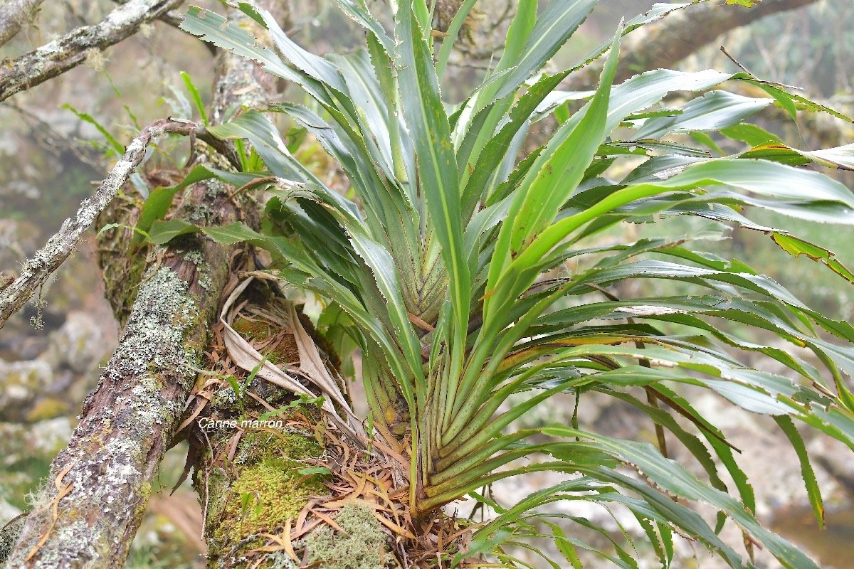 47 Cordyline mauritiana Canne marron Asparagaceae ENDEMIQUE LA REUNION, MAURICE .jpeg