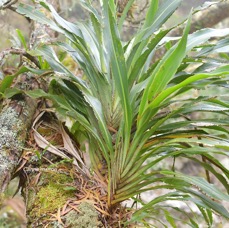 47 Cordyline mauritiana Canne marron Asparagaceae ENDEMIQUE LA REUNION, MAURICE .jpeg