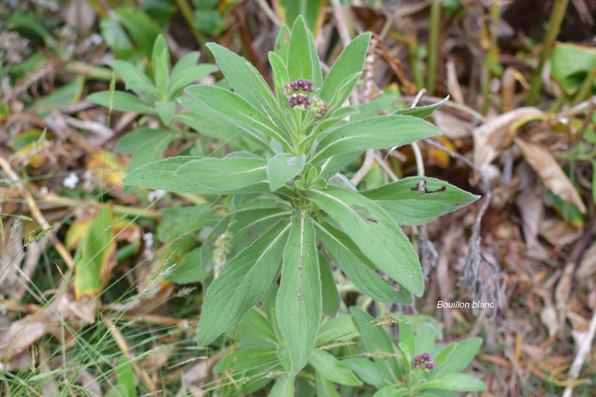 48 Psiadia anchusifolia Bouillon blanc Asteraceae ENDEMIQUE LA REUNION .jpeg