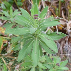 48 Psiadia anchusifolia Bouillon blanc Asteraceae ENDEMIQUE LA REUNION .jpeg