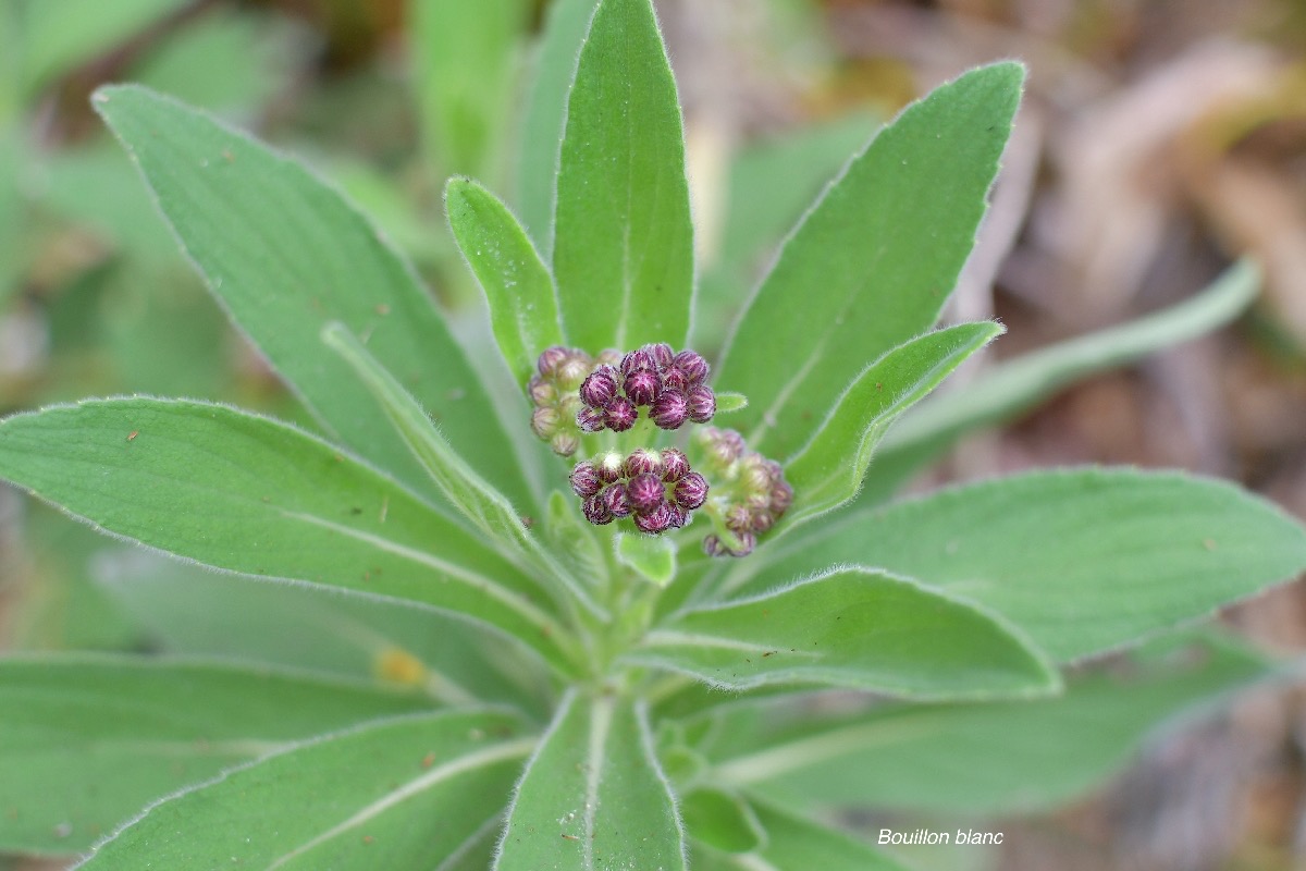 49  Psiadia anchusifolia Bouillon blanc Asteraceae ENDEMIQUE LA REUNION .jpeg