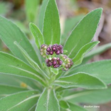 49  Psiadia anchusifolia Bouillon blanc Asteraceae ENDEMIQUE LA REUNION .jpeg