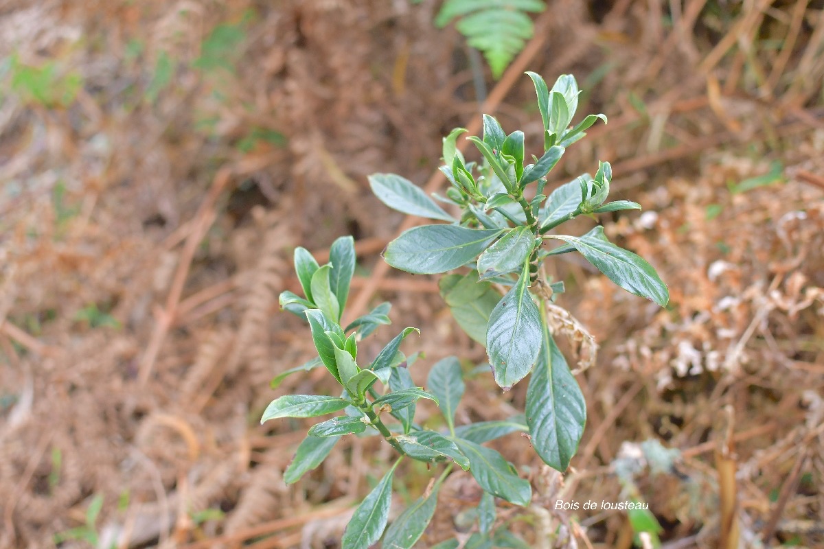 50 Chassalia gaertneroides Bois de lousteau Rubiaceae ENDEMIQUE LA REUNION .jpeg