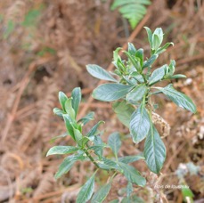 50 Chassalia gaertneroides Bois de lousteau Rubiaceae ENDEMIQUE LA REUNION .jpeg