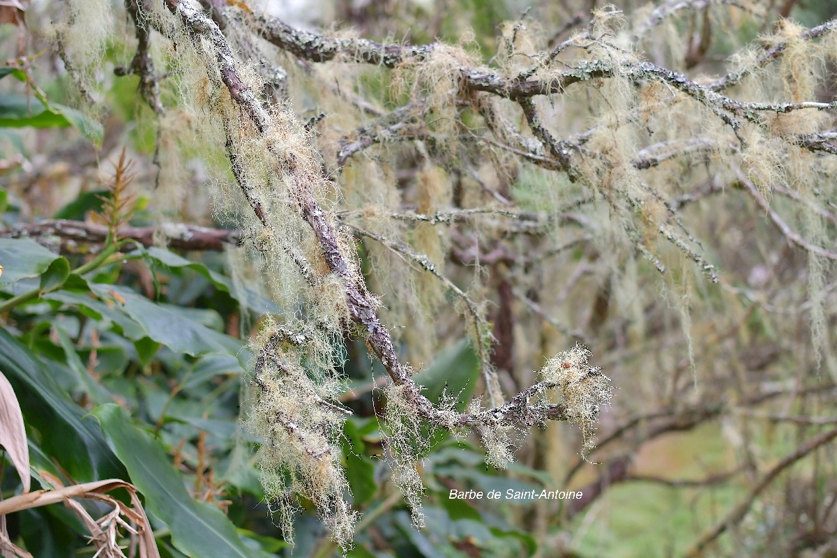 51 Usnea barbata Barbe de Saint- Antoine Parmeliaceae INDIGENE LA REUNION .jpeg