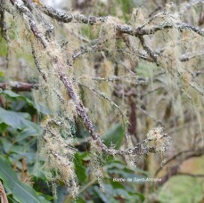 51 Usnea barbata Barbe de Saint- Antoine Parmeliaceae INDIGENE LA REUNION .jpeg