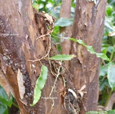 52 Oleandra distenta Fougère liane O leandraceae INDIGENE LA REUNION .jpeg