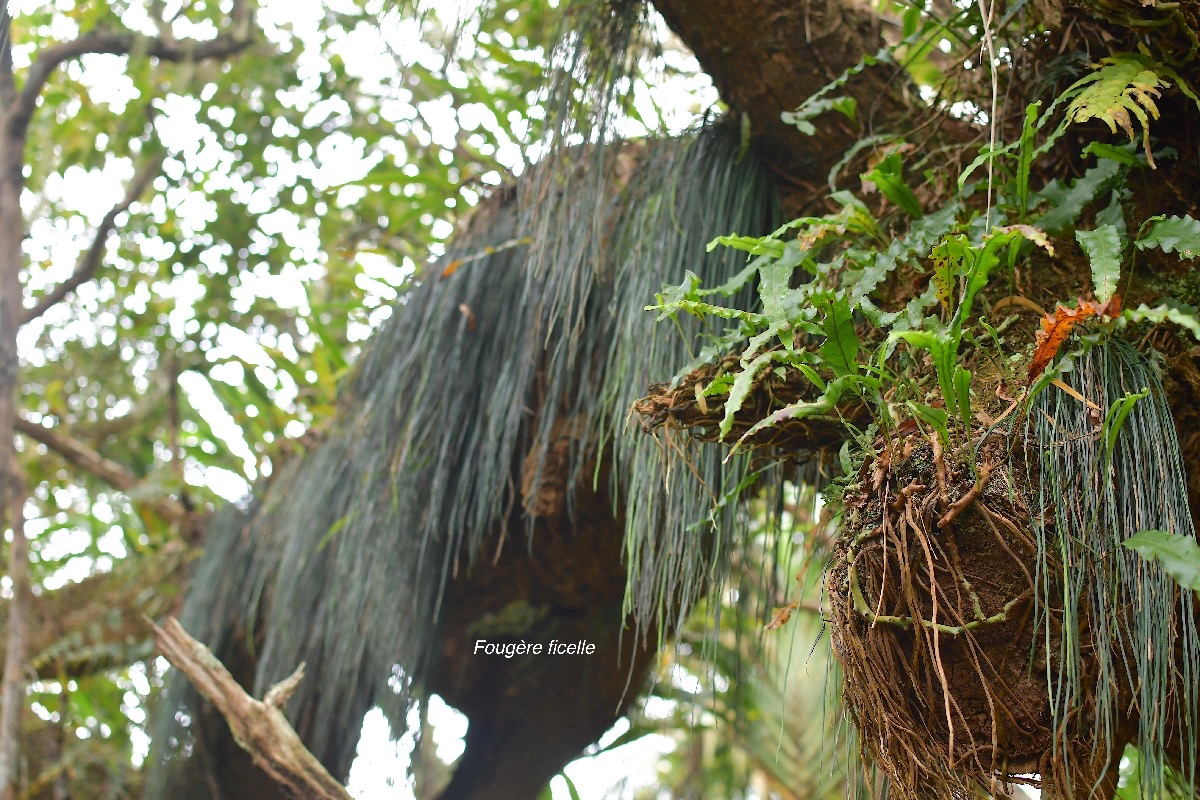 53  Vittaria isoetifolia Fougère ficelle Pteridaceae INDIGENE LA REUNION .jpeg