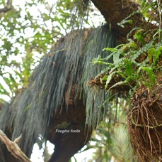 53  Vittaria isoetifolia Fougère ficelle Pteridaceae INDIGENE LA REUNION .jpeg