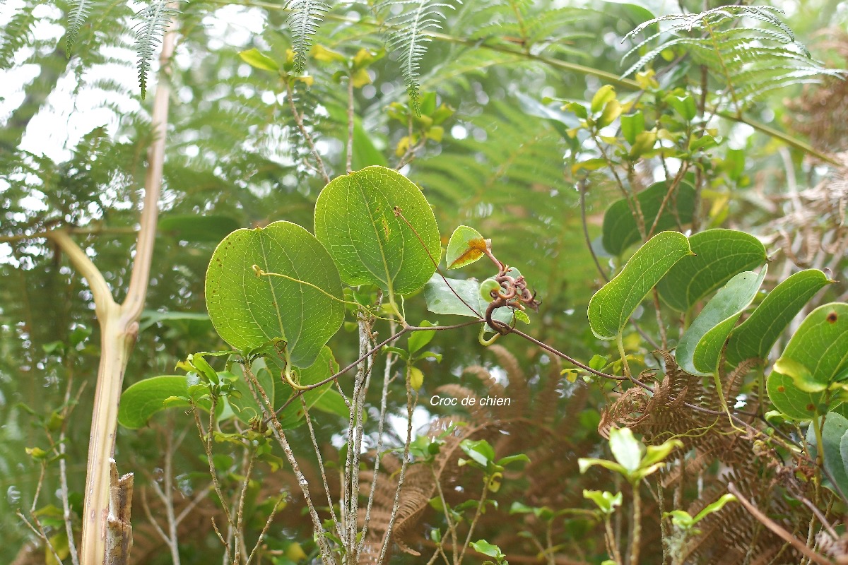 54 Smilax anceps Croc de chien Smilacaceae INDIGENE LA REUNION .jpeg