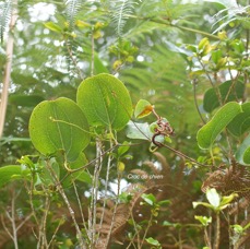 54 Smilax anceps Croc de chien Smilacaceae INDIGENE LA REUNION .jpeg