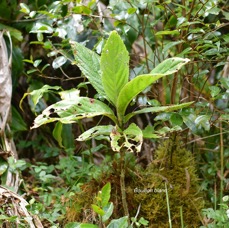 55 Psiadia boivinii Bouillon blanc Asteraceae ENDEMIQUE LA REUNION .jpeg