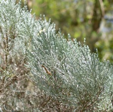 57 Stoebe passerinoides Branle blanc Asteraceae ENDEMIQUE LA REUNION .jpeg