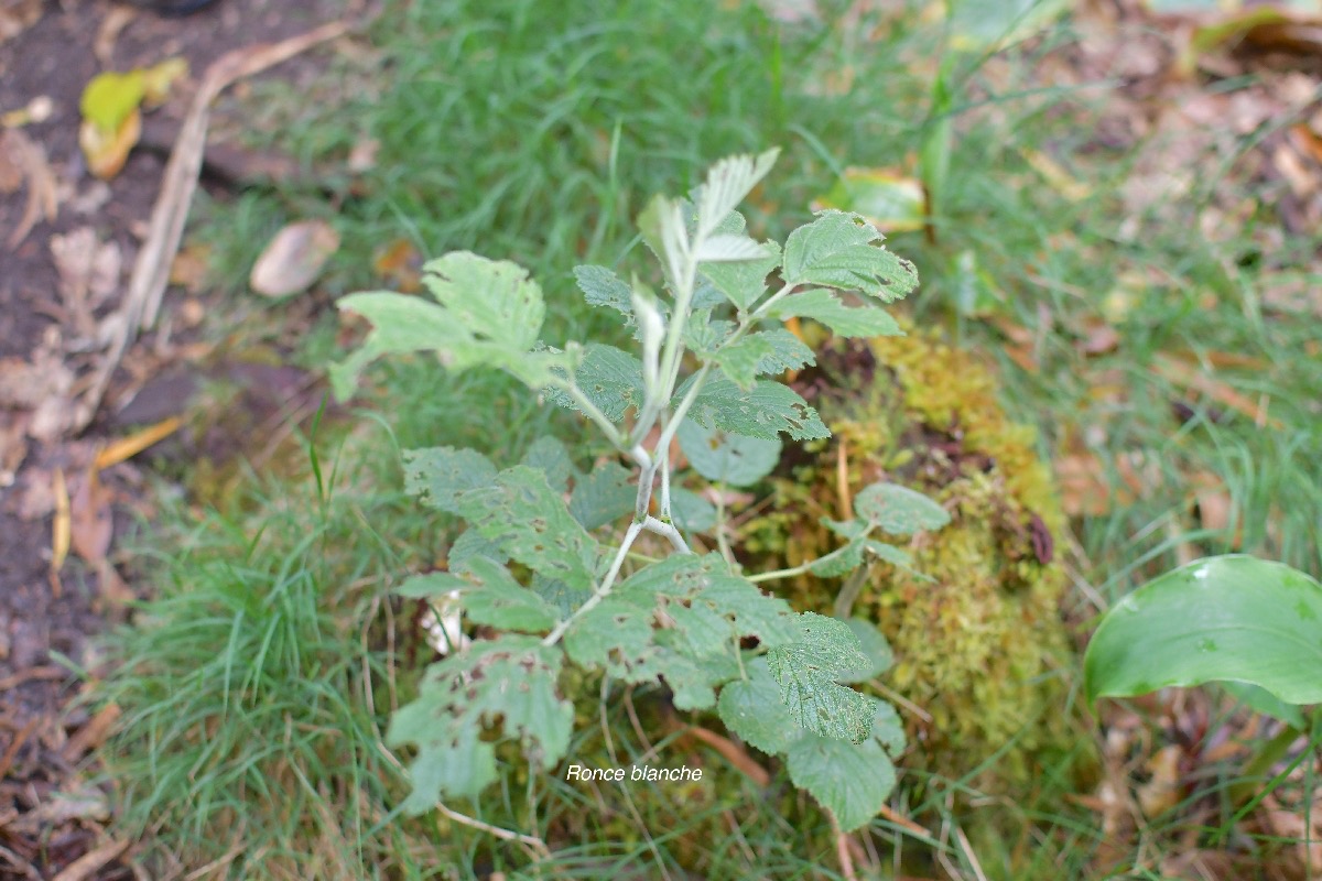 58 Rubus apetalus Ronce blanche Rosaceae INDIGENE LA REUNION .jpeg