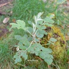 58 Rubus apetalus Ronce blanche Rosaceae INDIGENE LA REUNION .jpeg