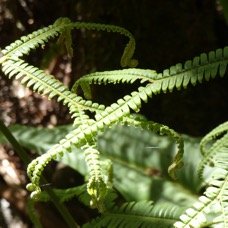 M. PATERNOSTER  Sticherus flagellaris (3).JPG