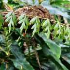 Asplenium aethiopicum.aspleniaceae ? .indigène Réunion..jpeg