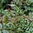 Asplenium boltonii.aspleniaceae.indigène Réunion. (1).jpeg