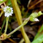 Cerastium triviale.( Cerastium fontanum .) caryophyllaceae.amphinaturalisé..jpeg