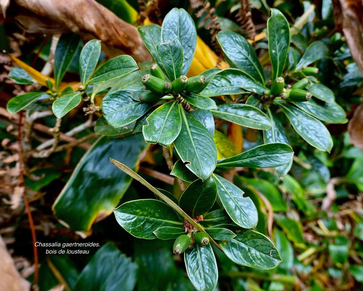 Chassalia gaertneroides. bois de lousteau.( avec fruits immatures ) bois de merle.rubiaceae.endémique Réunion..jpeg
