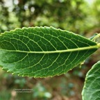 Claoxylon glandulosum.gros bois d&rsquo;oiseaux.euphorbiaceae.endémique Réunion. (1).jpeg