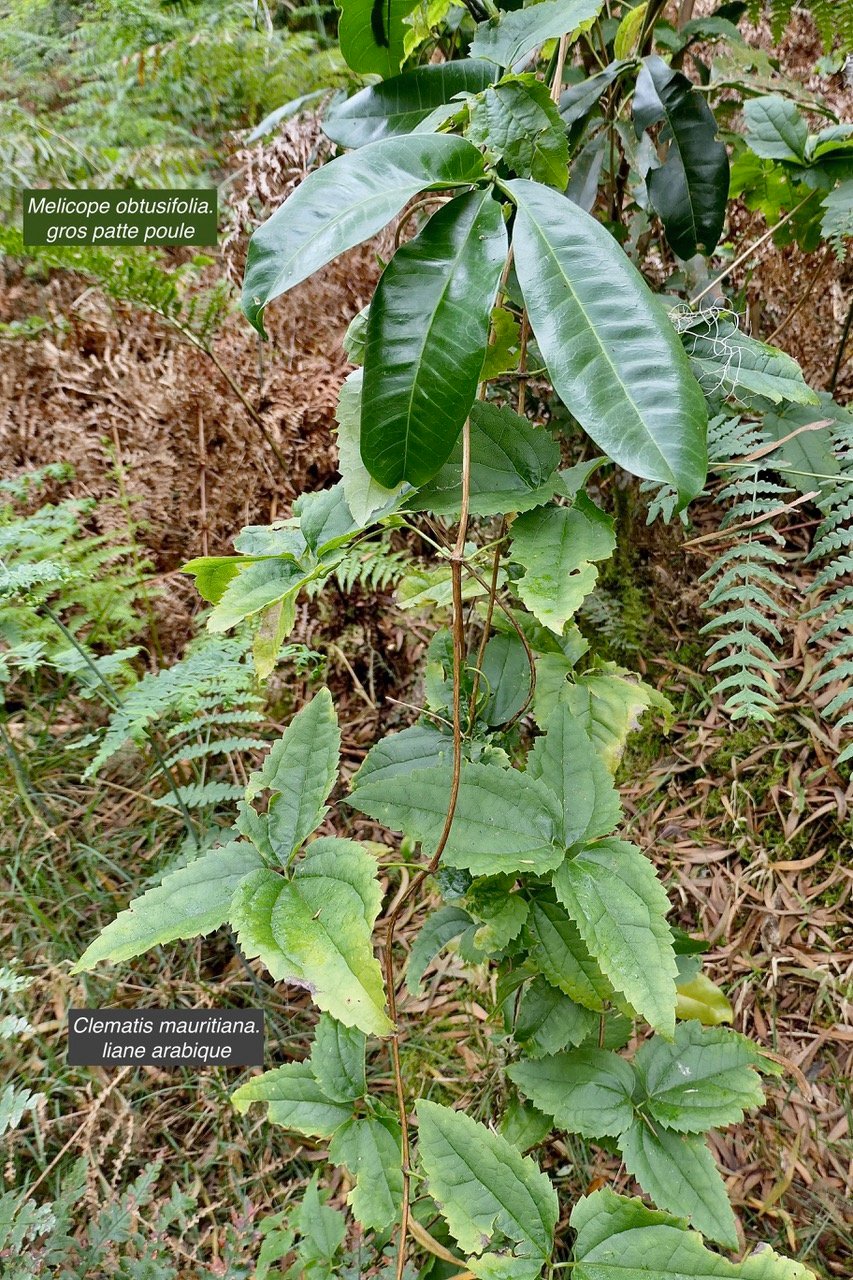 Clematis mauritiana.liane arabique.liane marabit.ranunculaceae.indigène Réunion. en bas de la photo et au dessus- feuille de Melicope obtusifolia.gros patte poule.jpeg