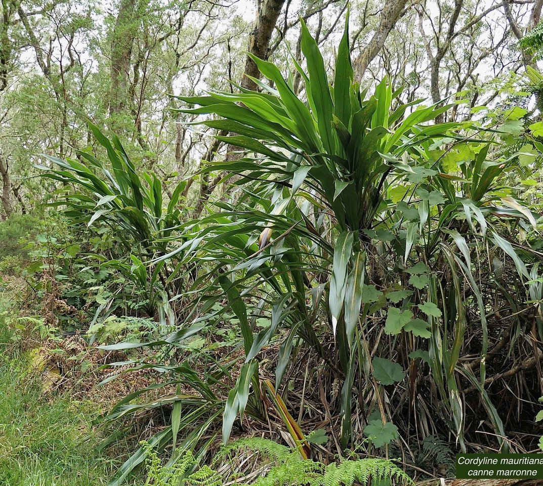 Cordyline mauritiana.canne marronne.asparagaceae.endémique Réunion Maurice..jpeg